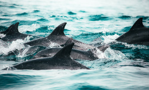 Malta dolphins